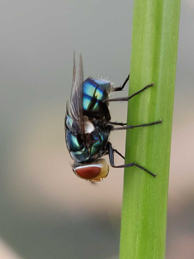 Fly 