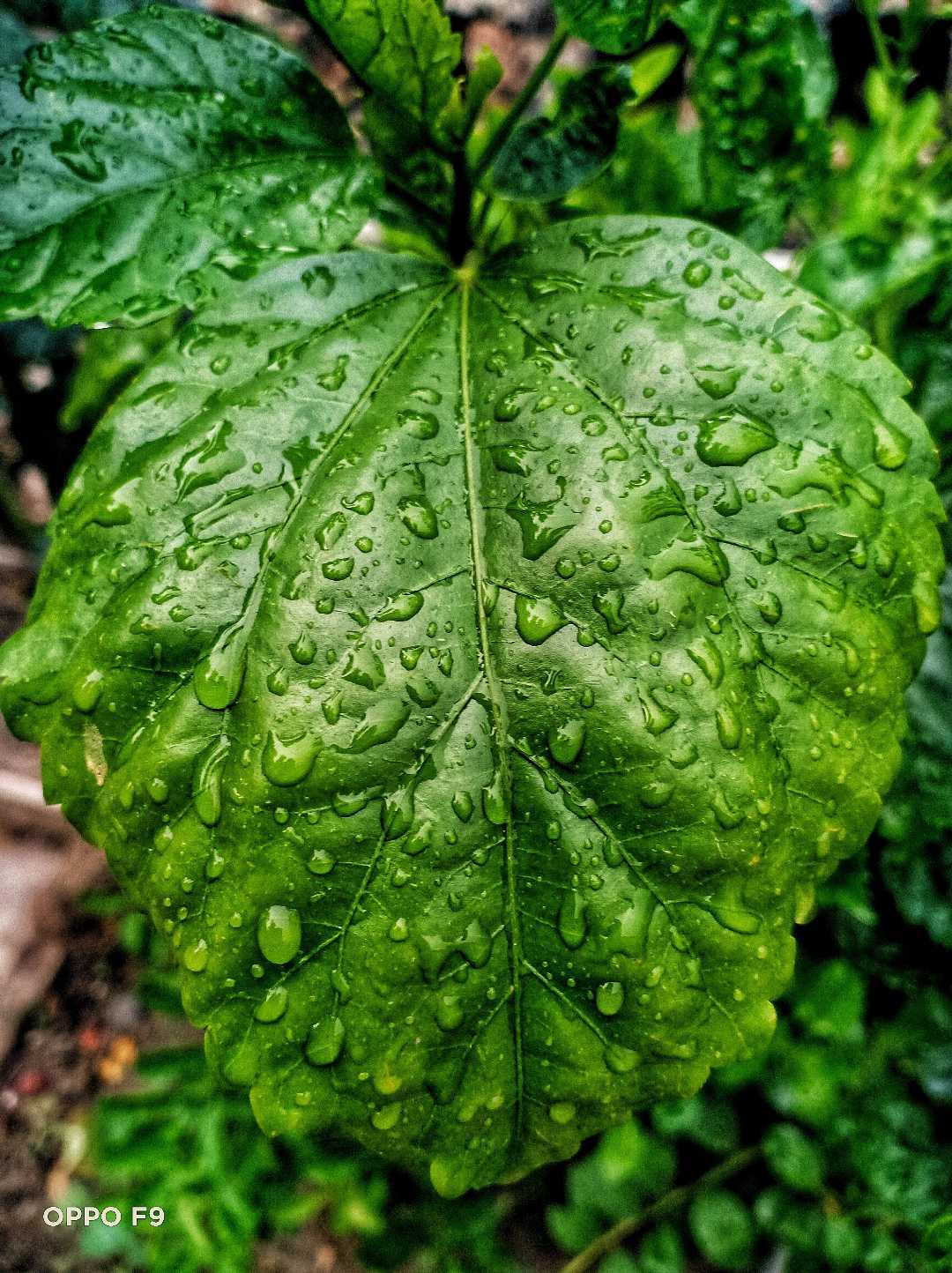 Water drop on leaf💦🌺