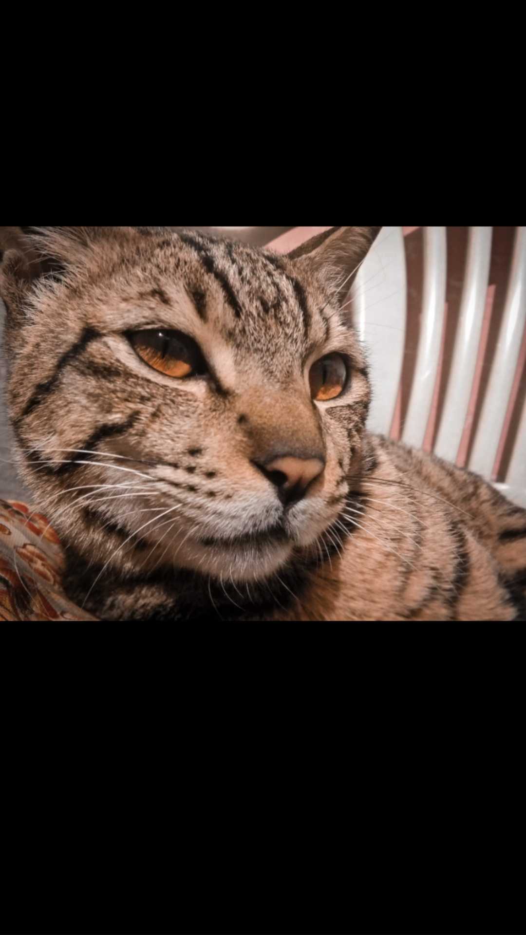 cat 🐈