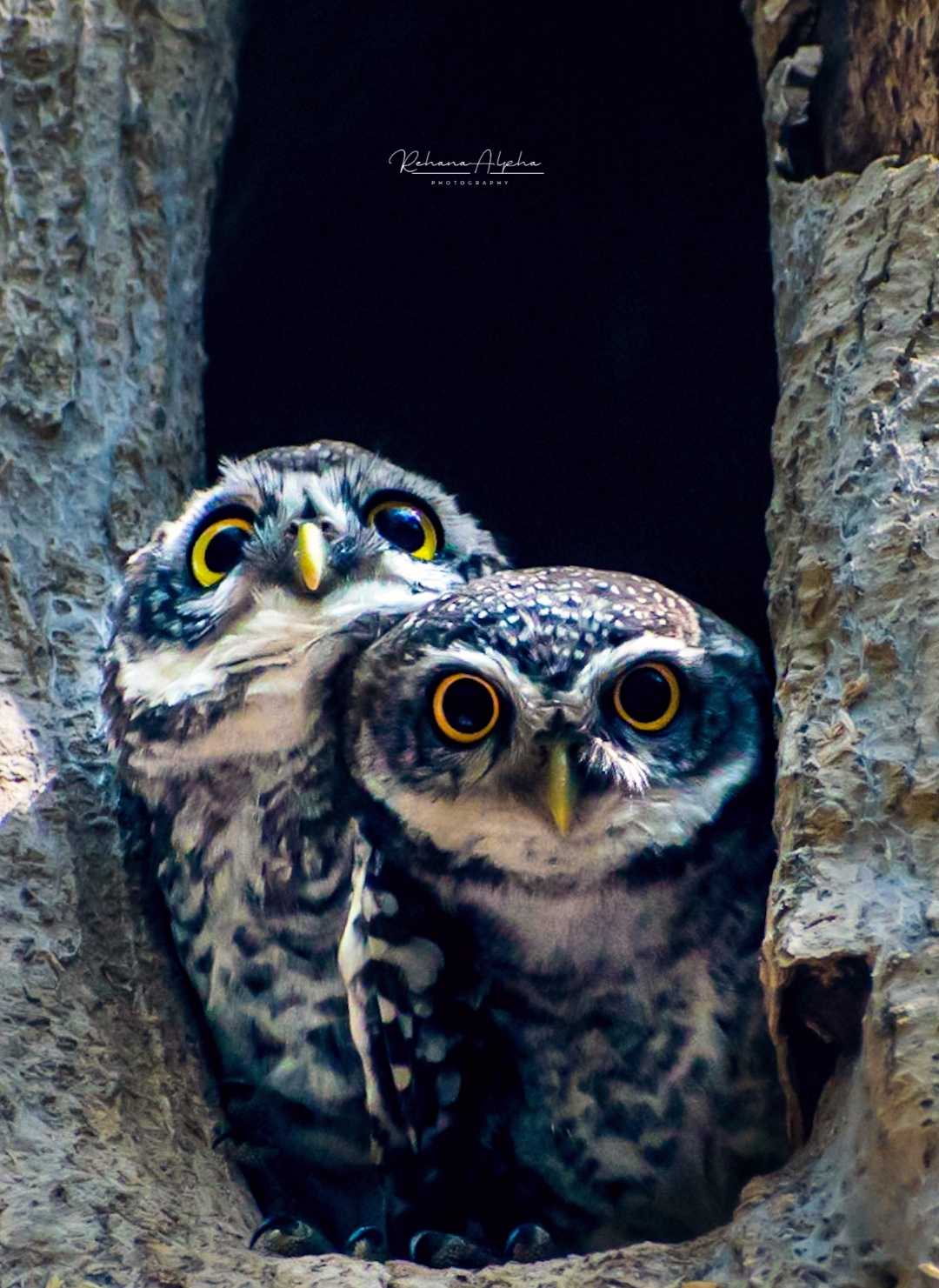 Spotted Owlet 