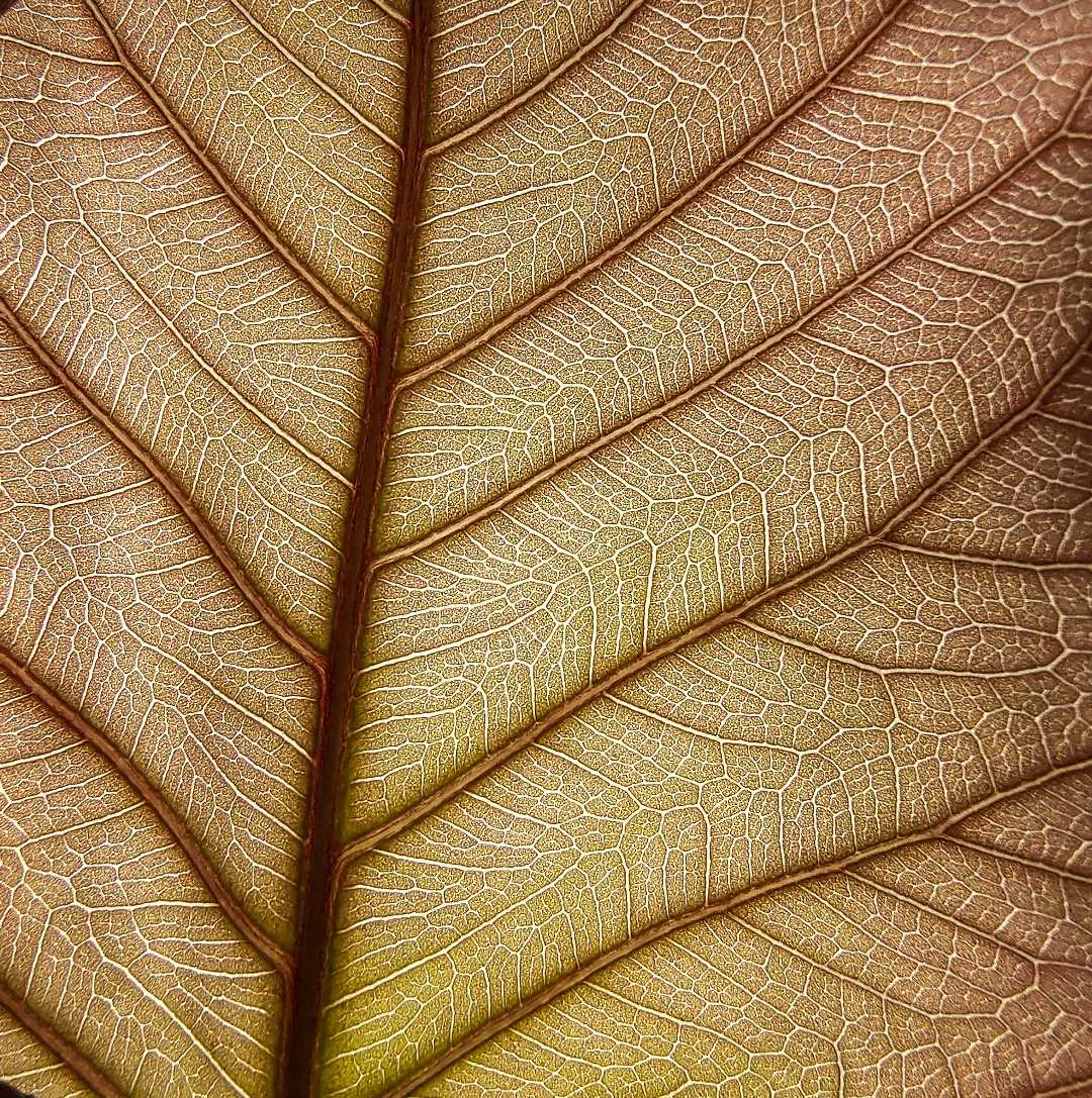 veins macro 