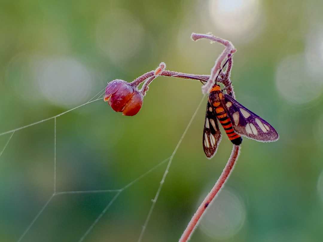 Amata huebneri