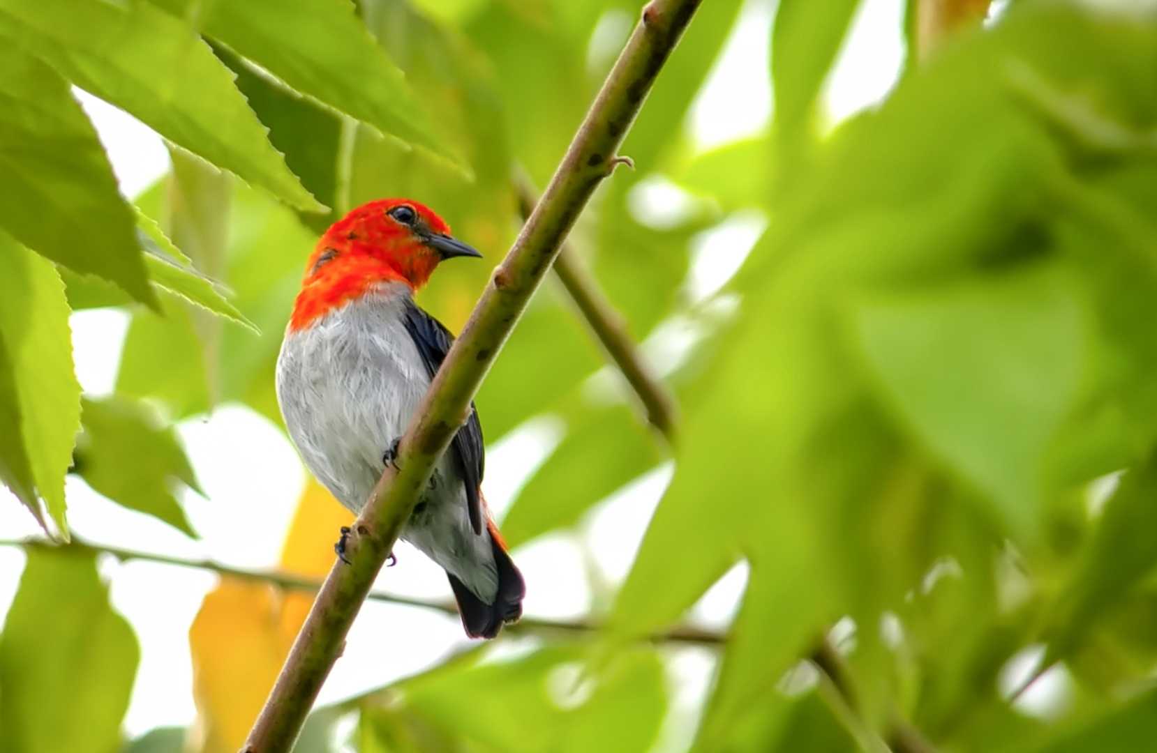 Burung Suit Bara Api