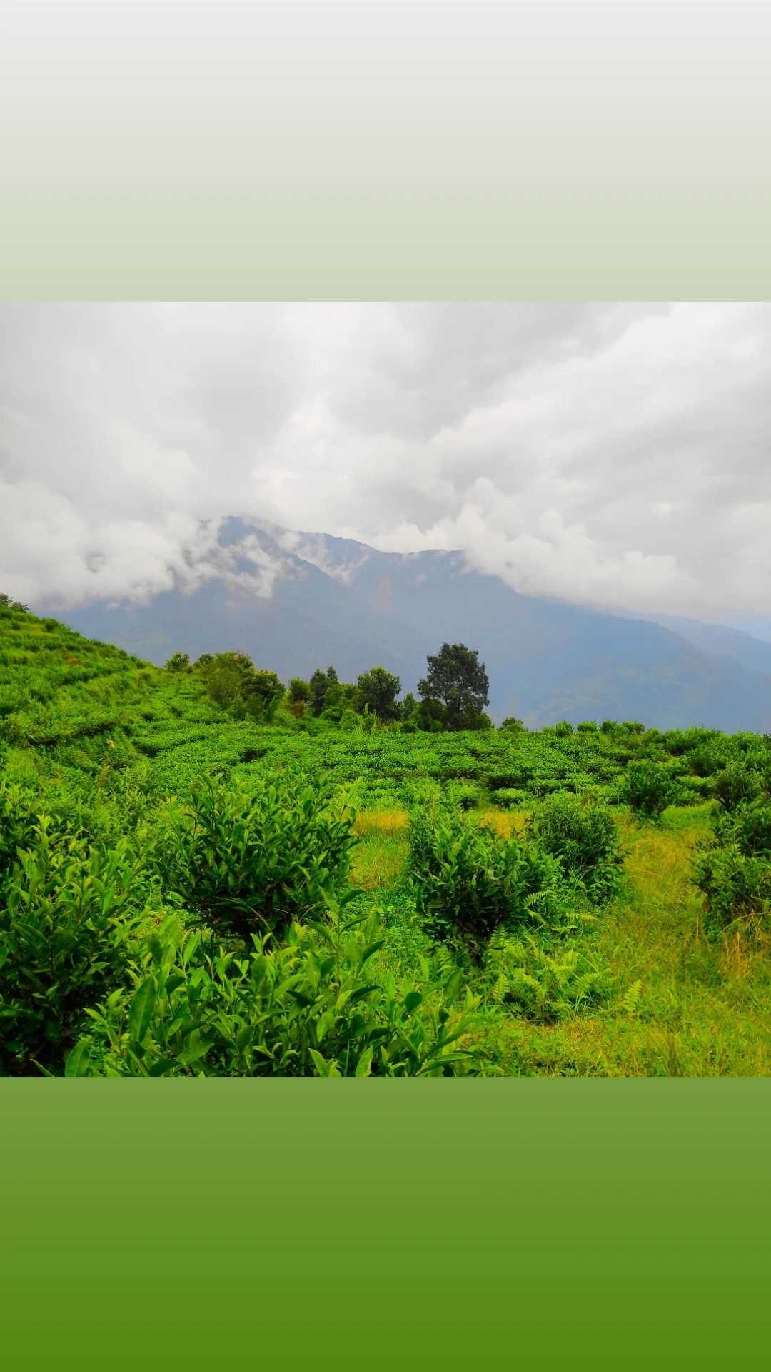 Tea garden