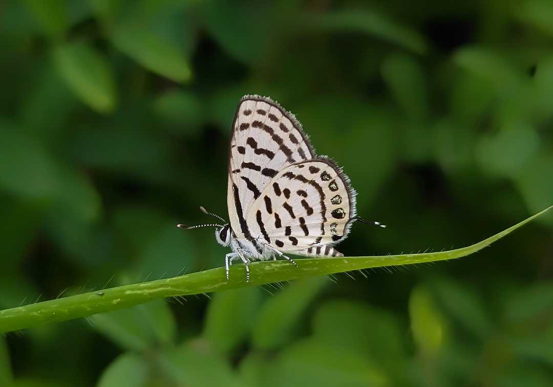 Blue pierrots butterfly