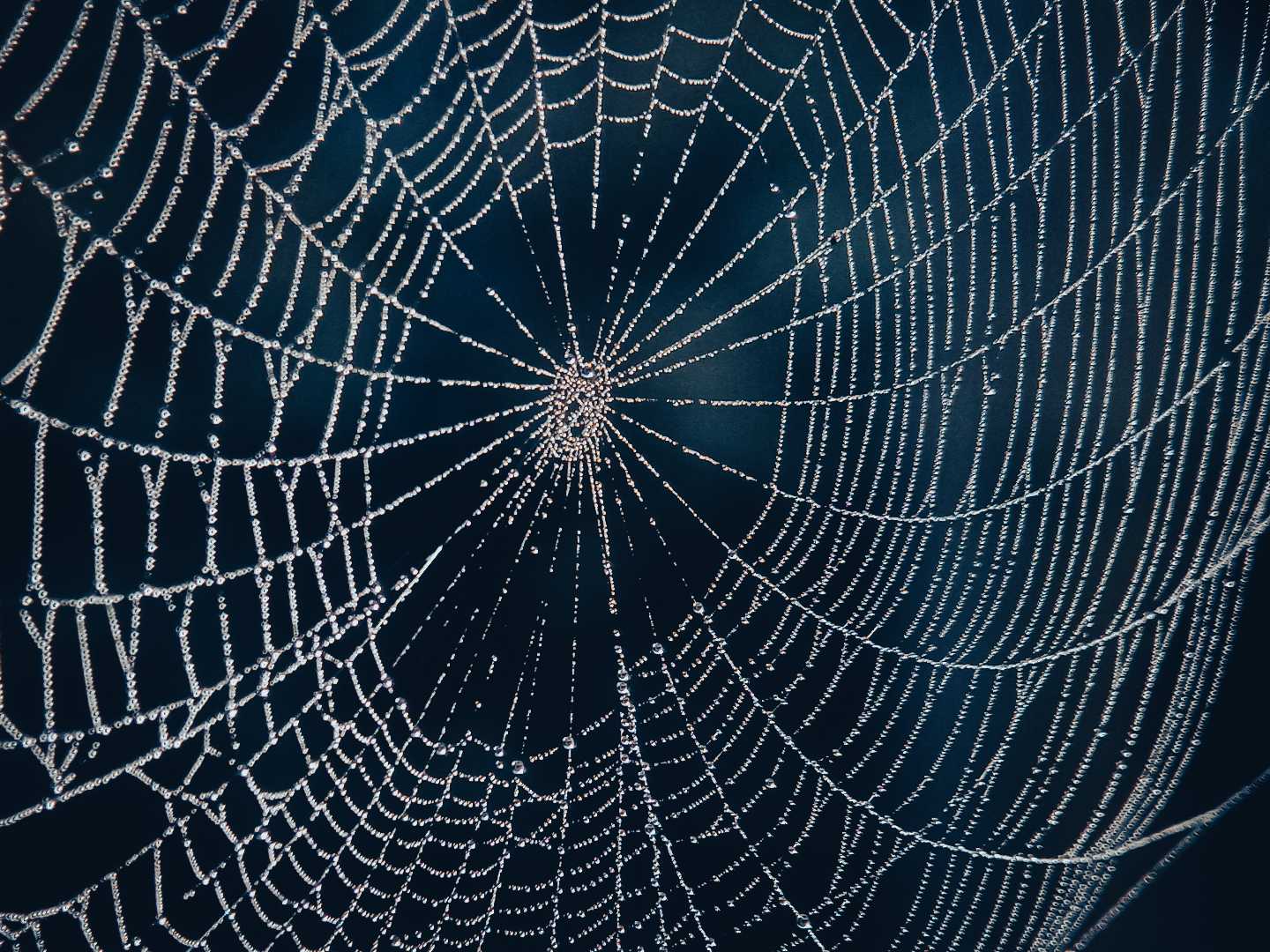 SpiderWeb