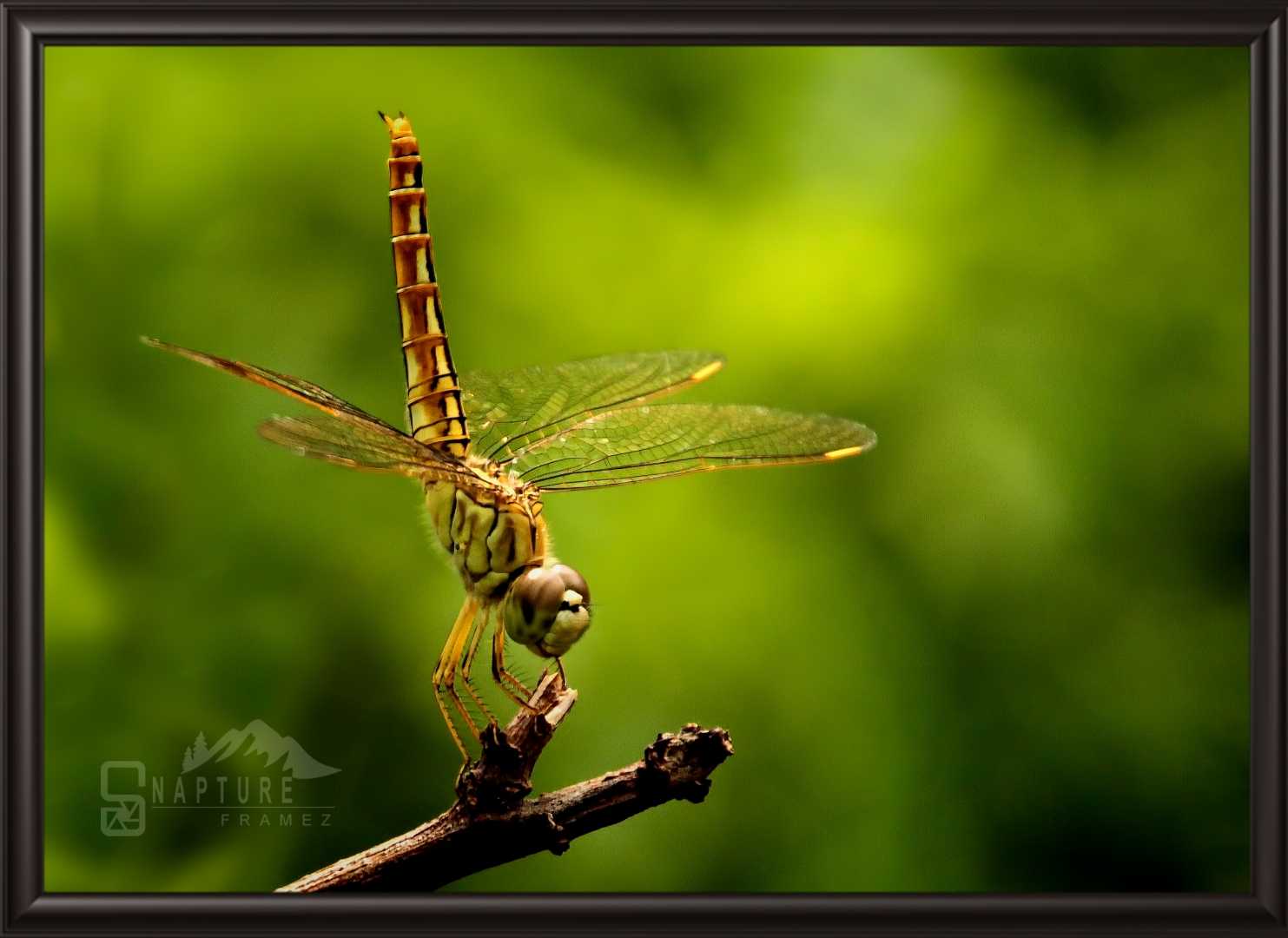 DragonFly
