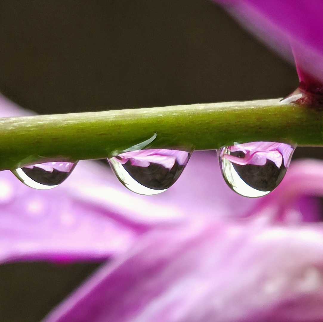 DENDROBIUM