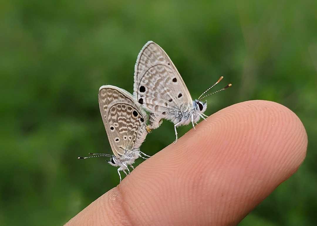 Mating pair of Cerauns blue 