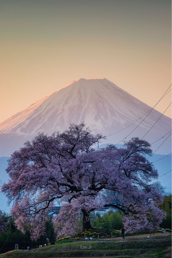 Wanizuka Cherry Tree