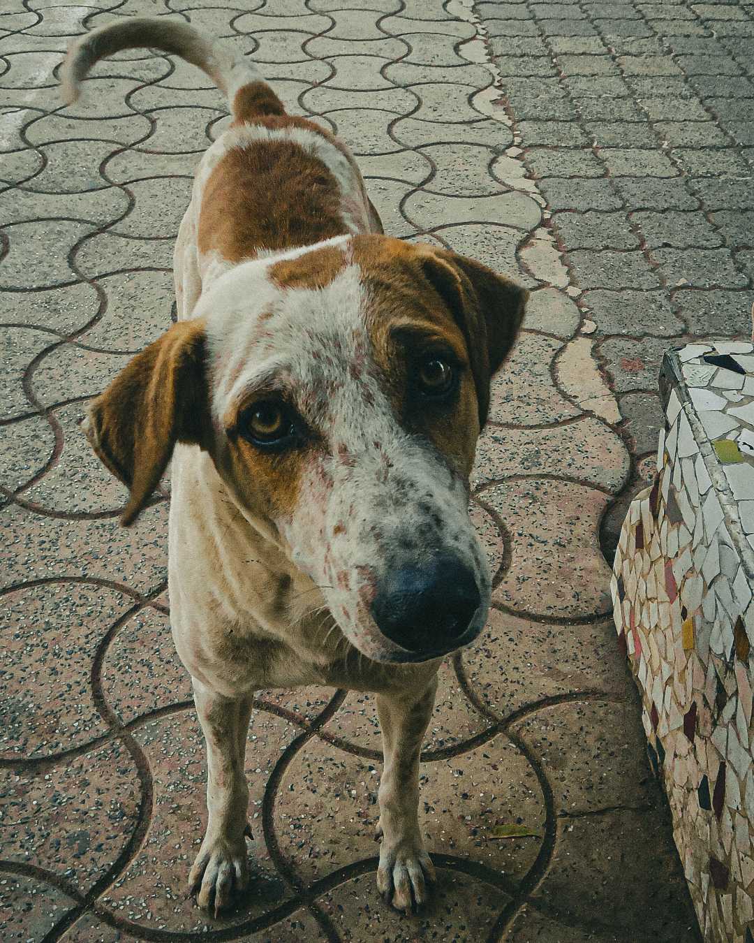 Street Dog