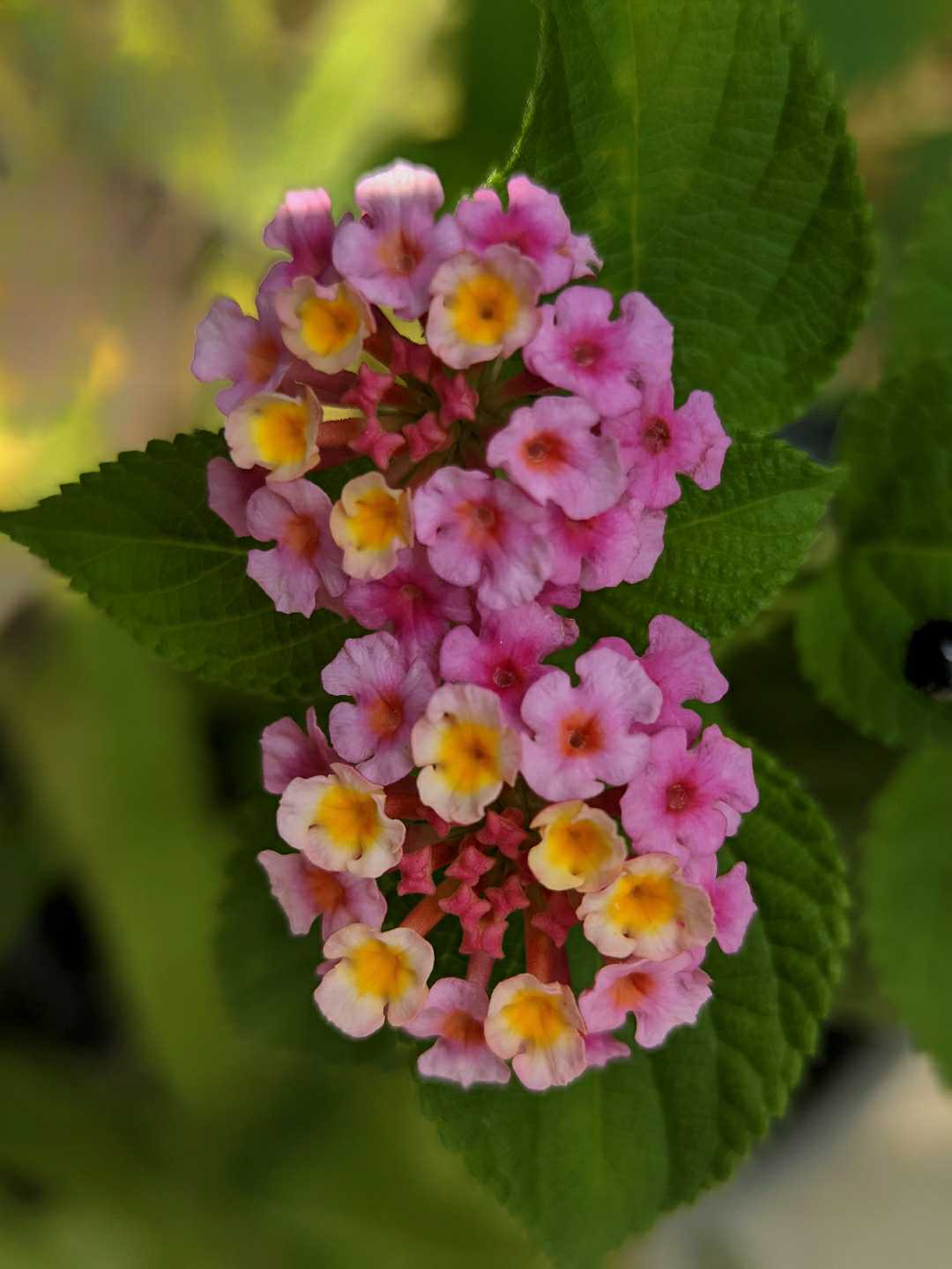 Lantana Camara