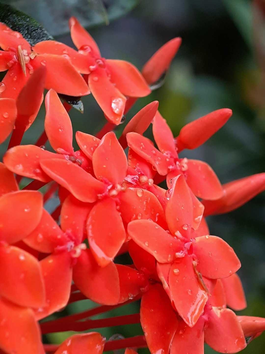 📍Jungle geranium atau dikenal dengan nama bunga soka