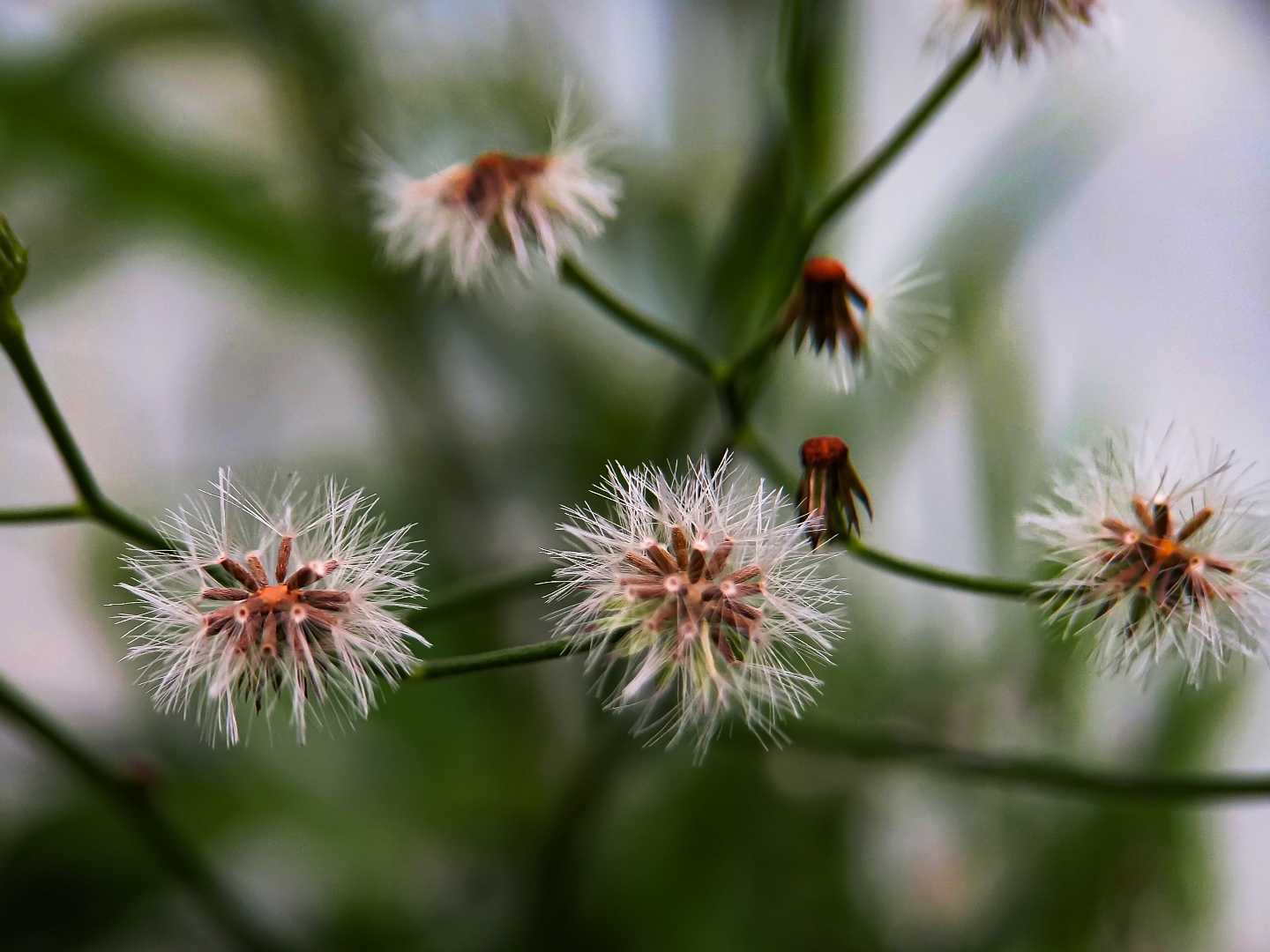 Cyanthillium