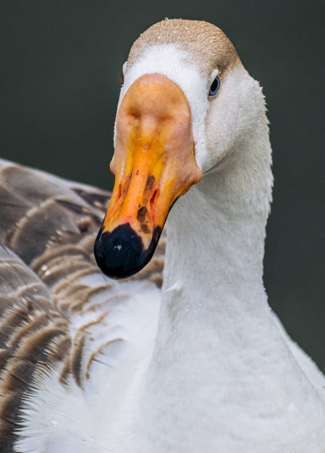 beautiful duck 🦆