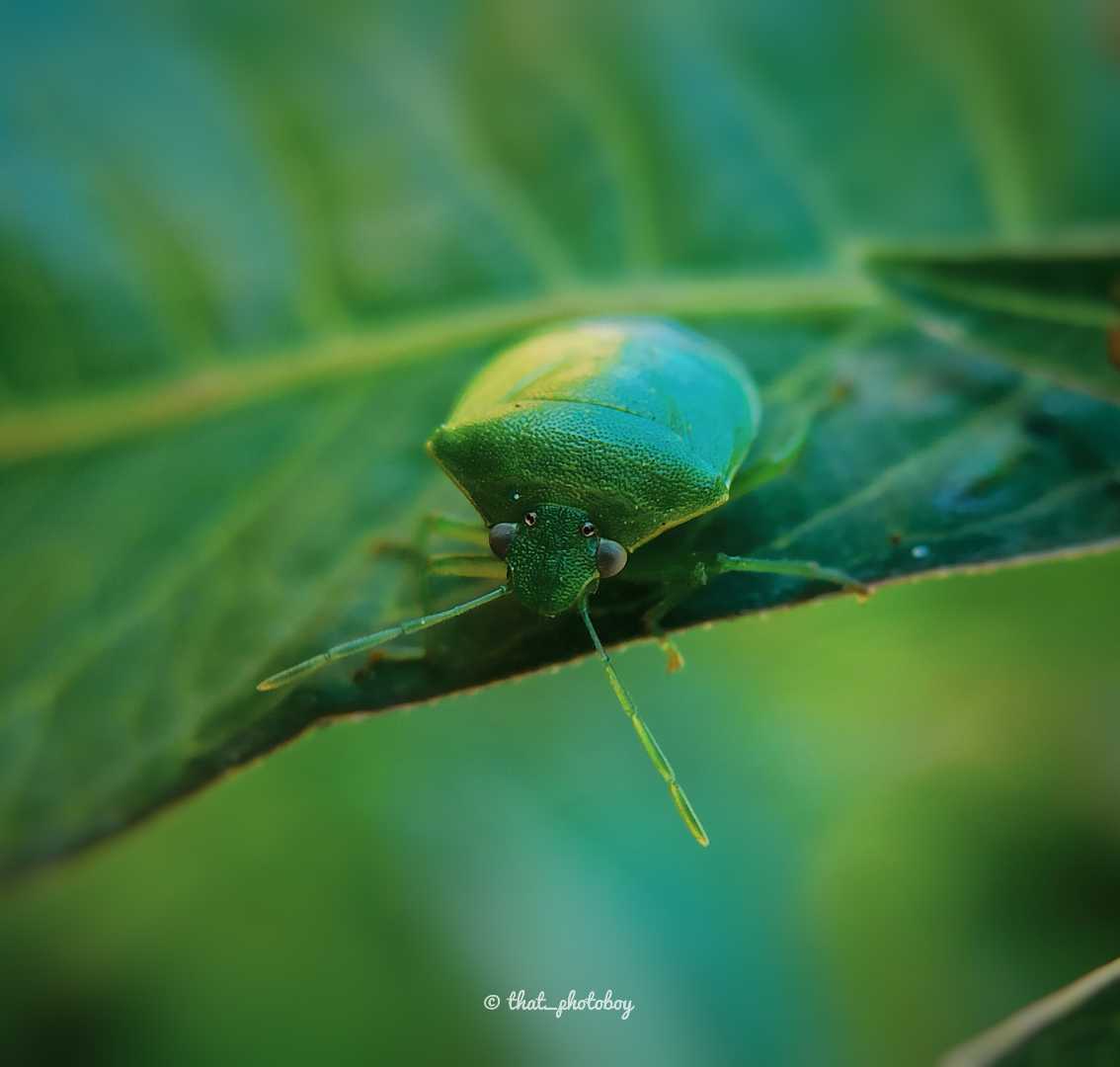 bug 🐞
