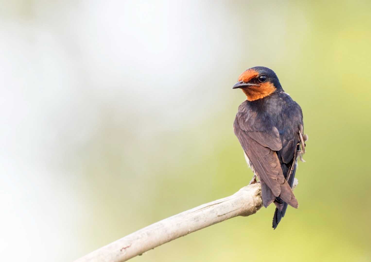 Pacific barn swallow