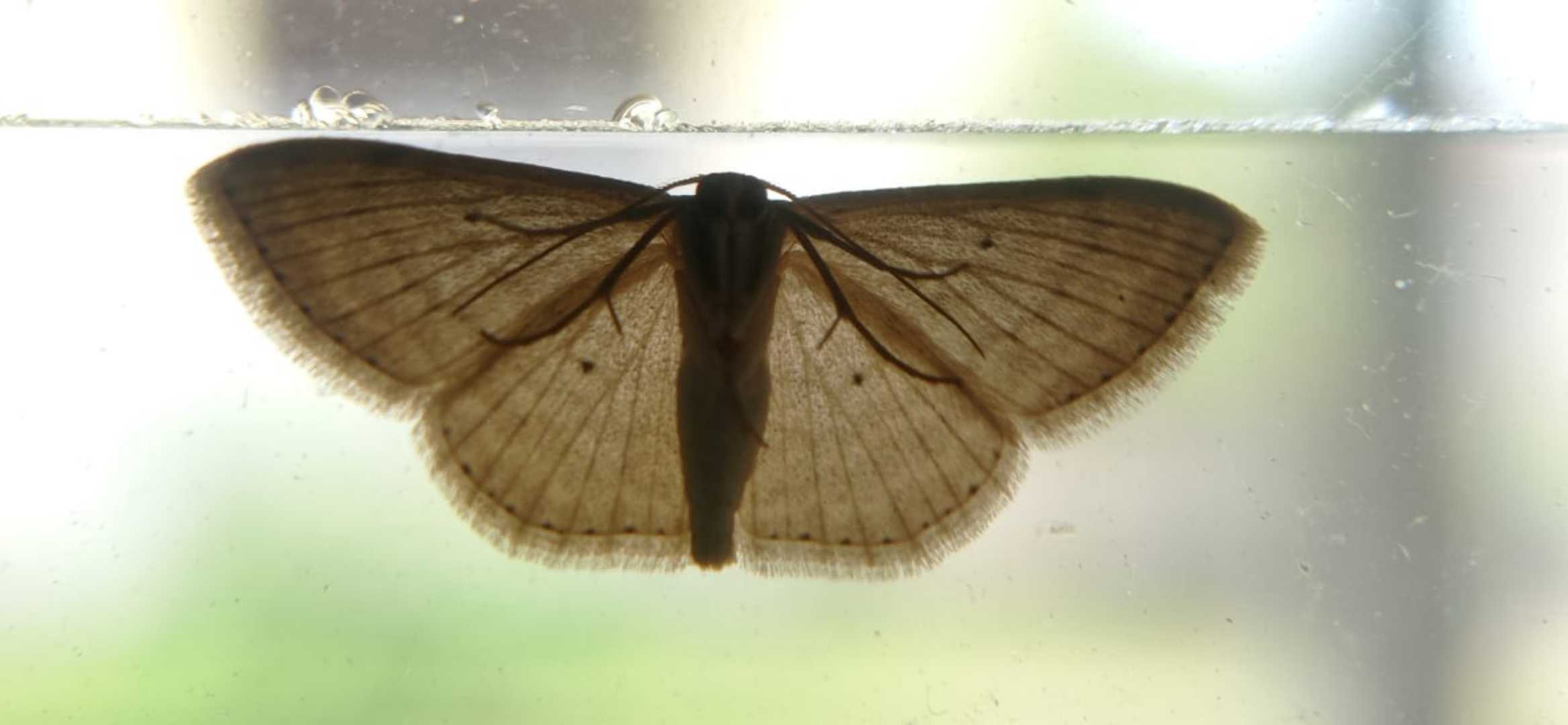 little moth