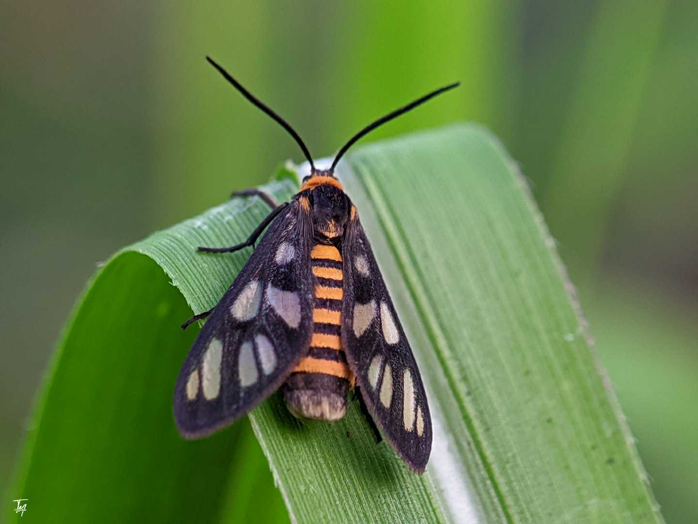 Amata huebneri