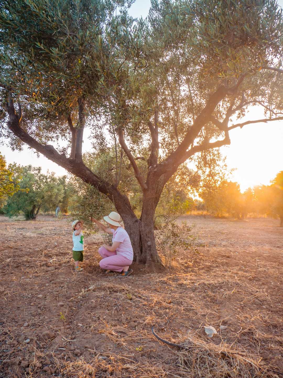 zeytin ağaçları, geyikli