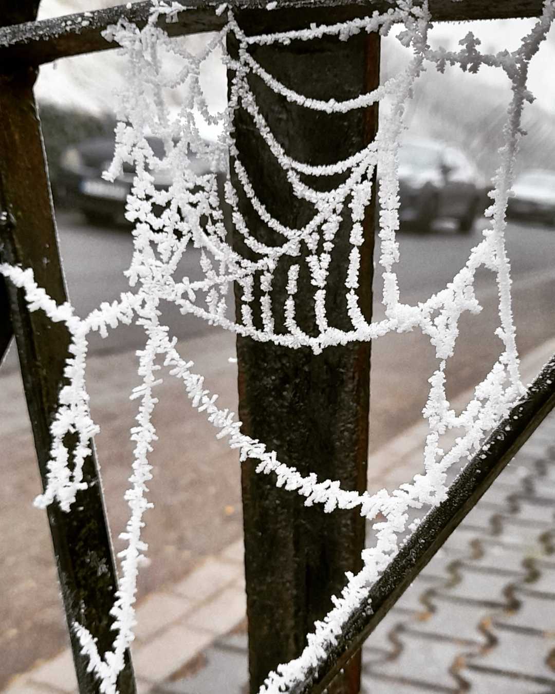 white cobweb