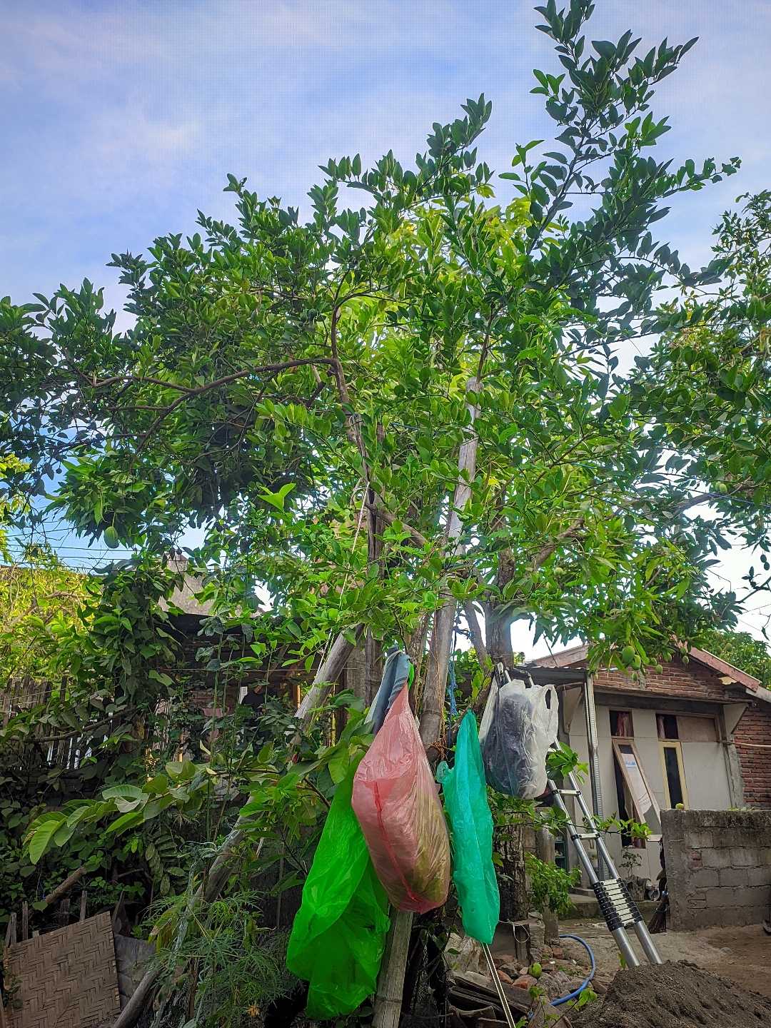pohon jeruk 