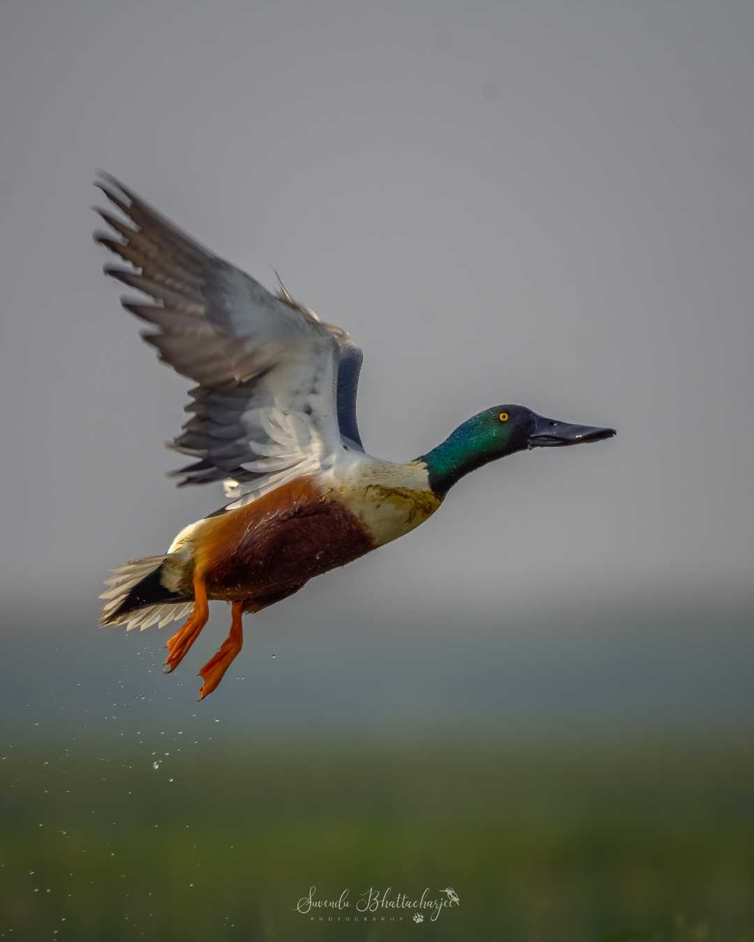 WINGS are on action