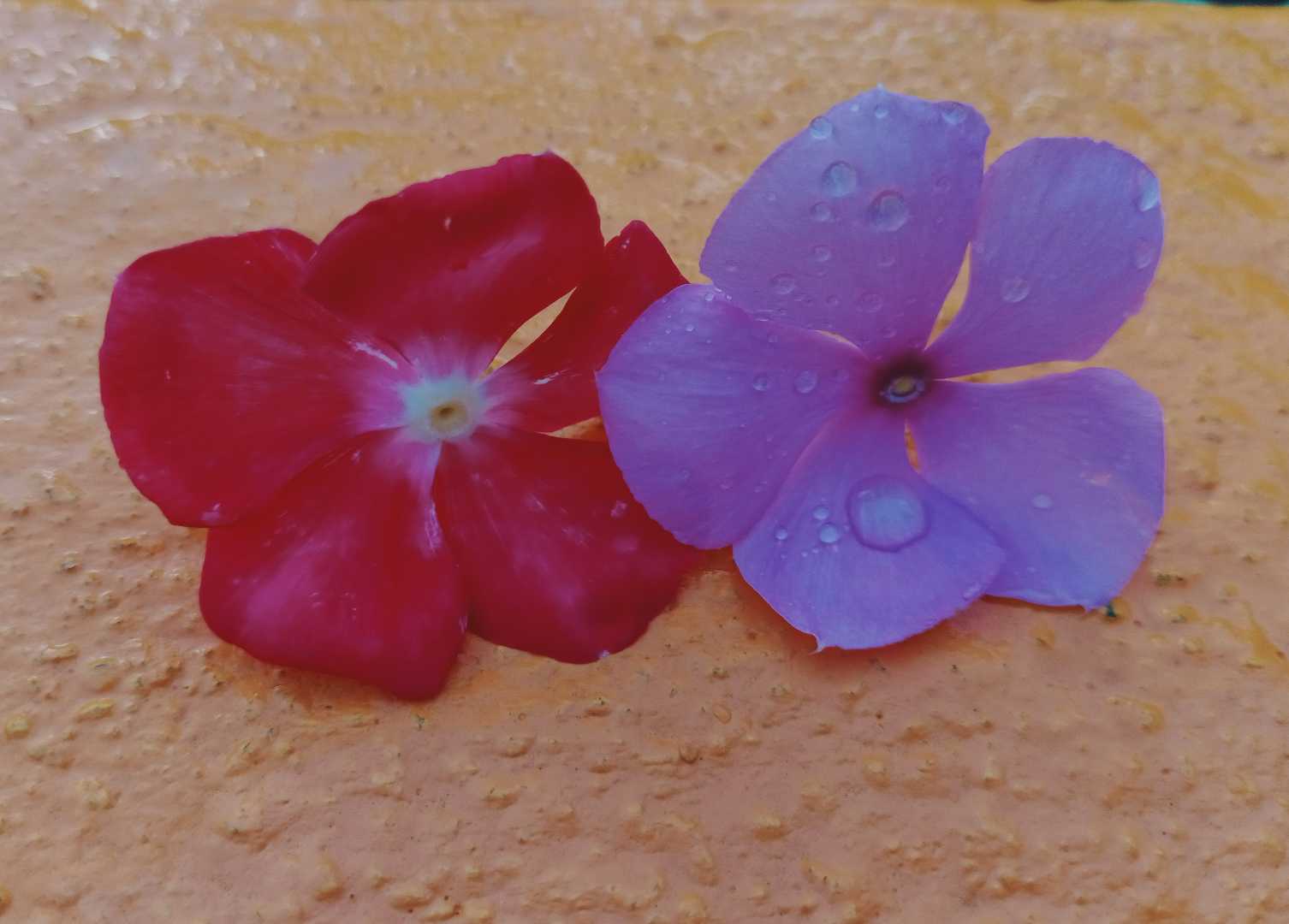 Beautiful flower ❤️