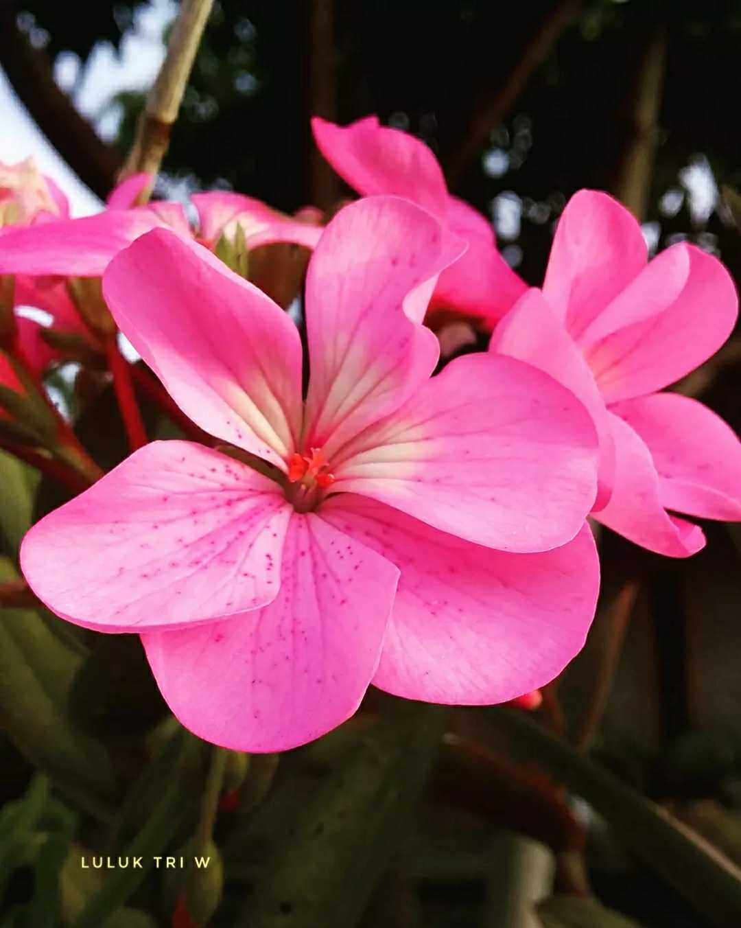 Geranium flower