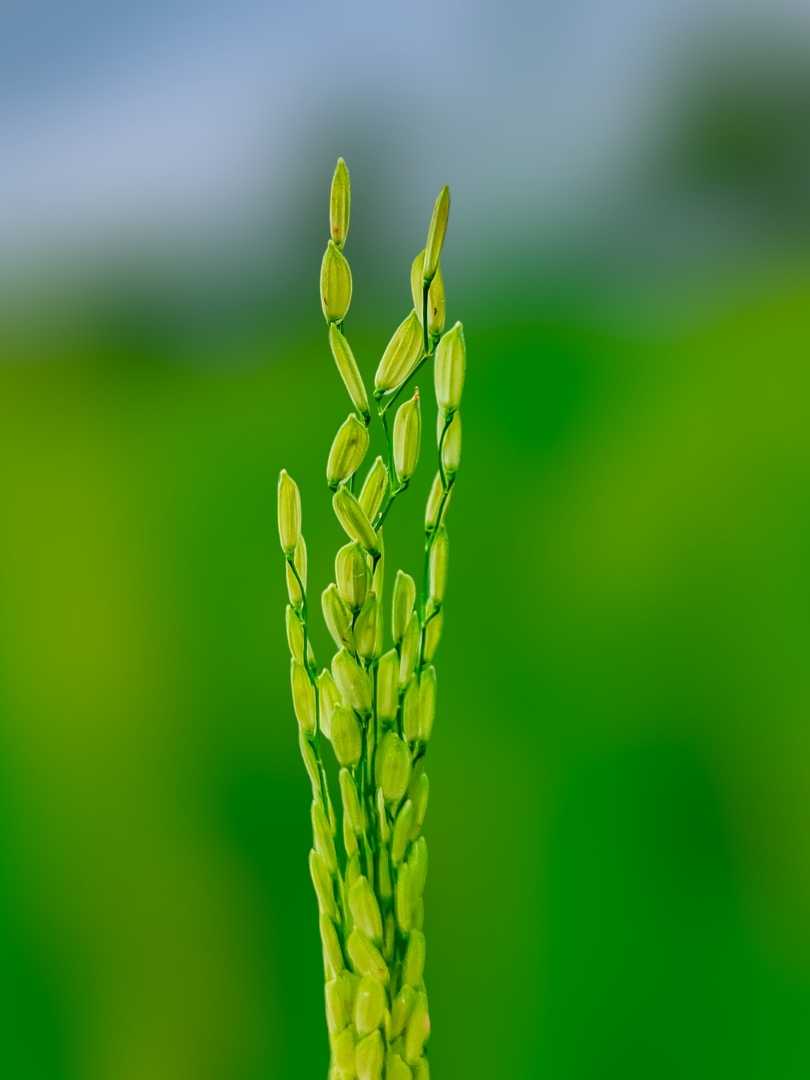 Give all of yourself to positive and happy thoughts🌾💚