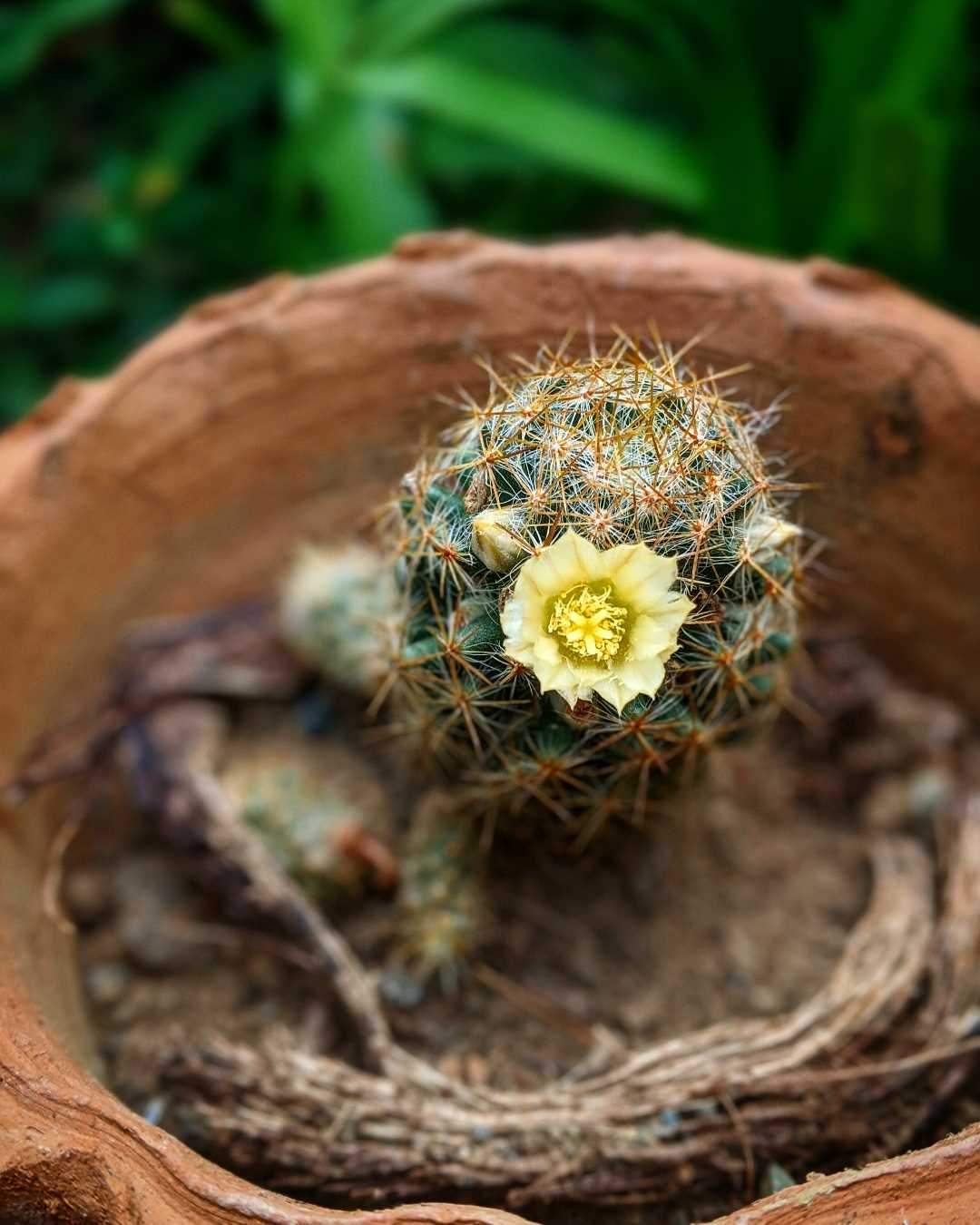 cactus