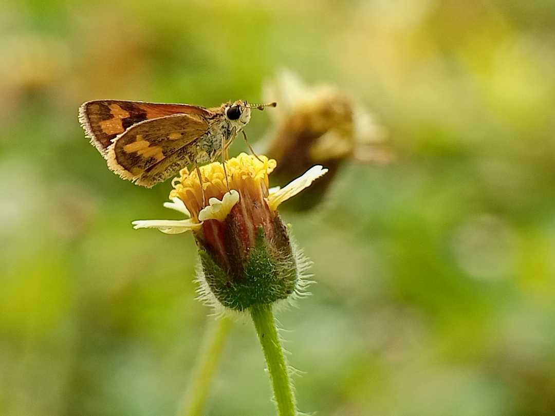Potanthus omaha