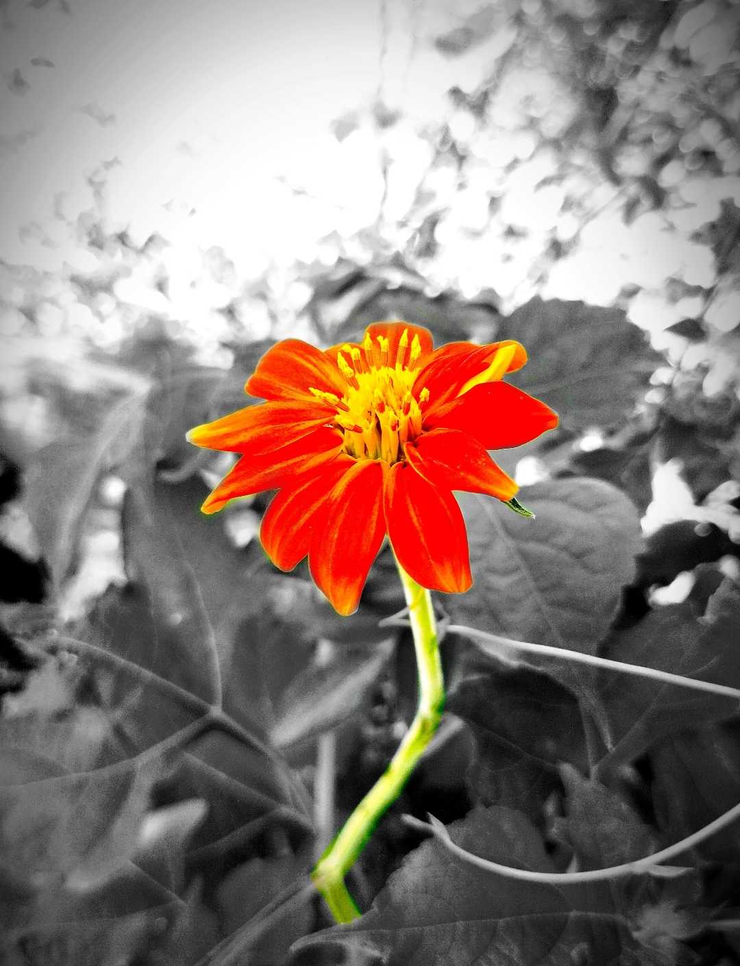 [ Red sunflower ]