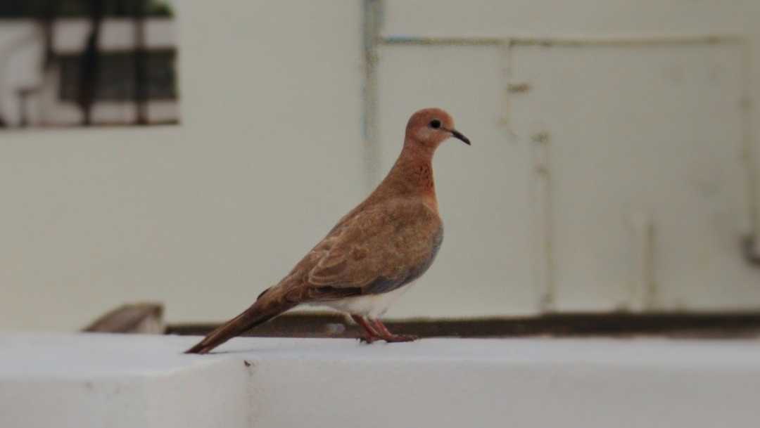 The Laughing Dove🕊️