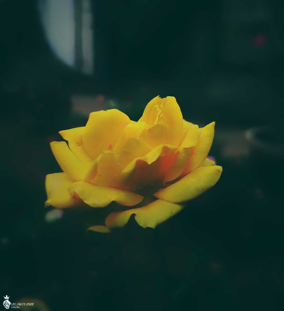 Yellow Rose
