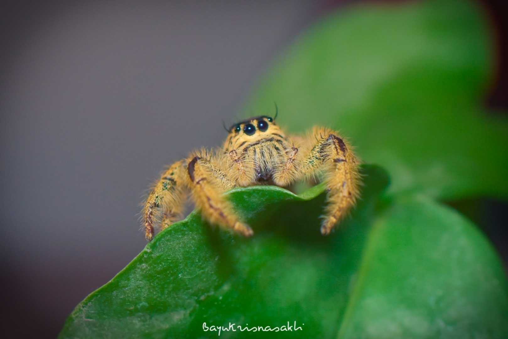 Photo Macro