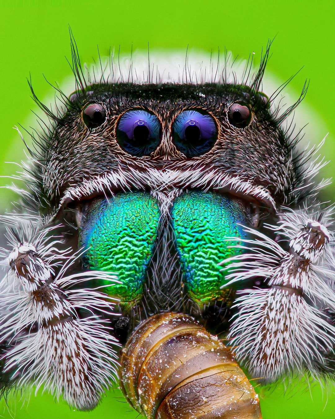 phidippus Regius 