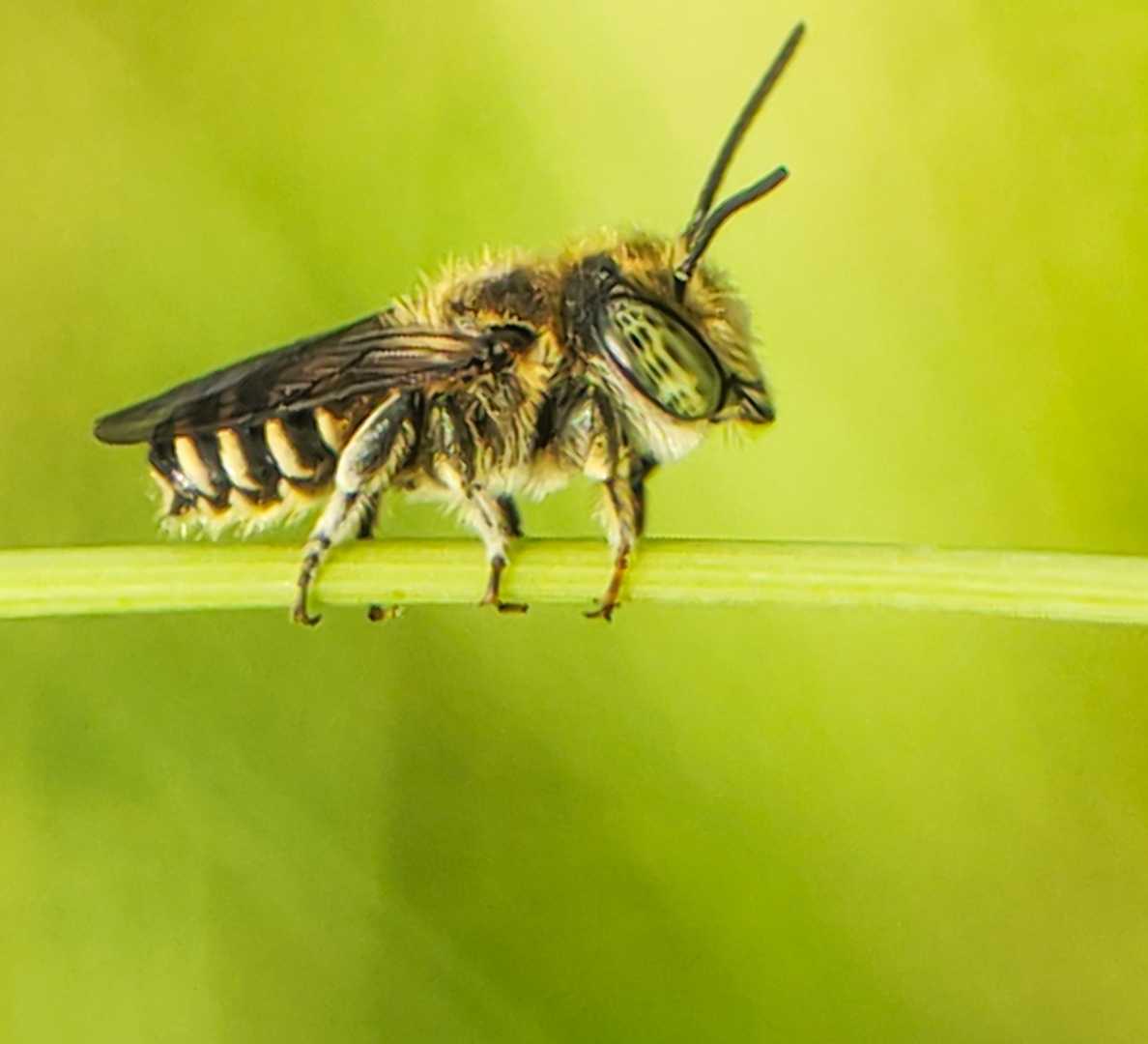 bee