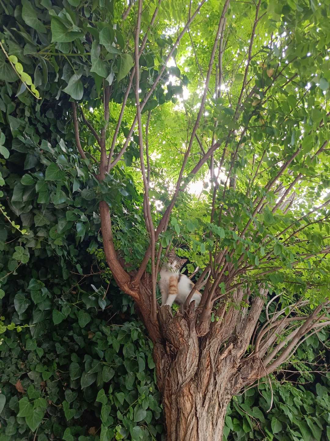 Cat 😻 ( Kedi )