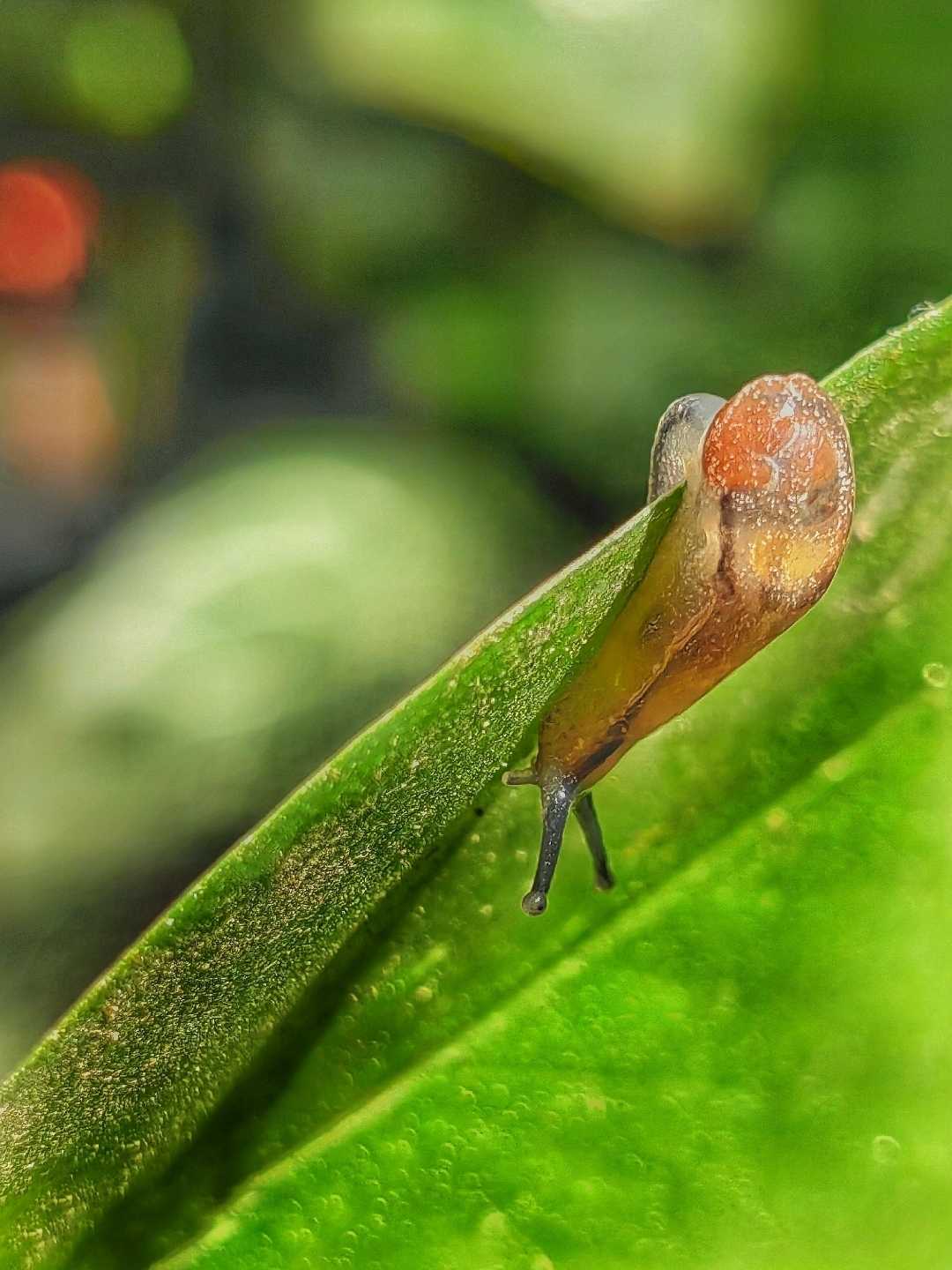 Siput yang belum mempunyai Cangkang