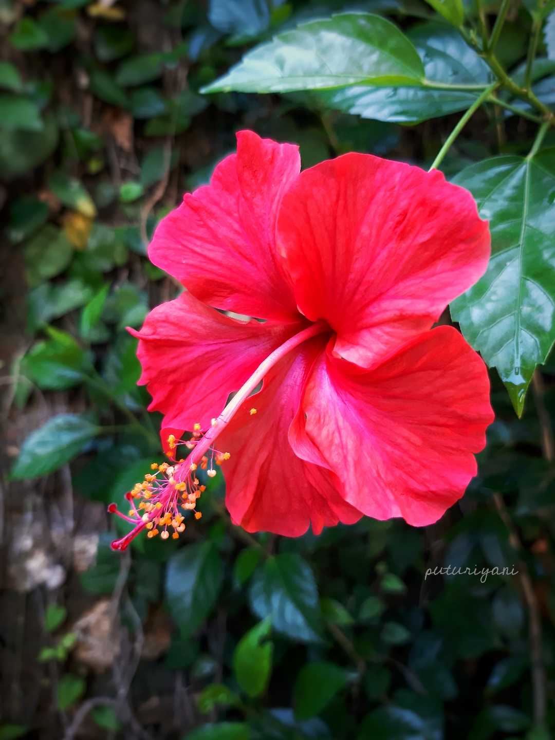 Red hibiscus flower (Bunga kembang sepatu merah)