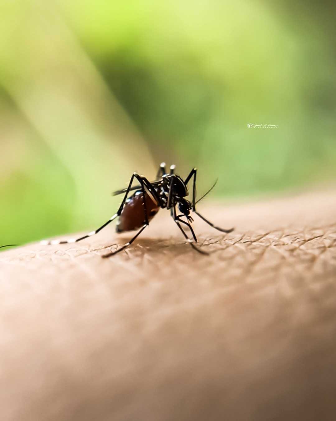 mosquito..