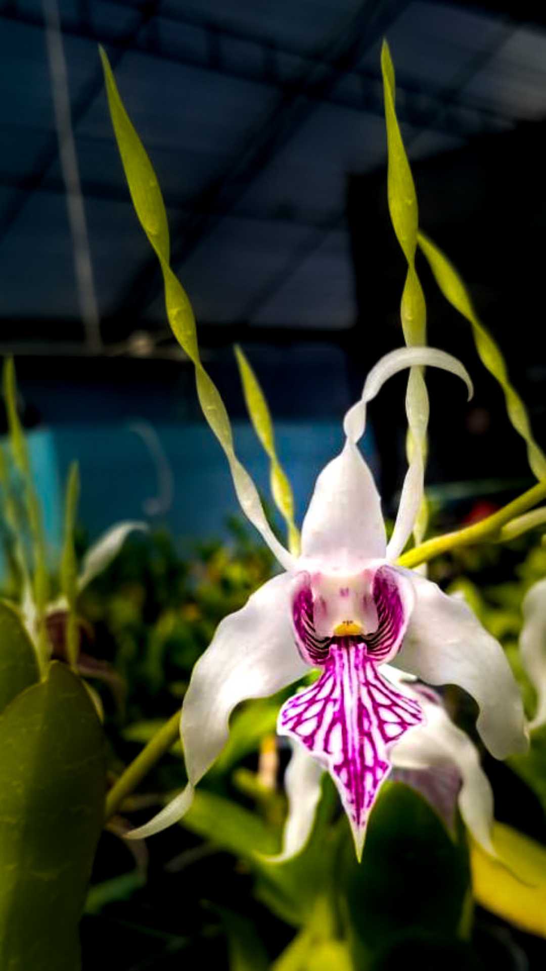 Dendrobium Stratiotes