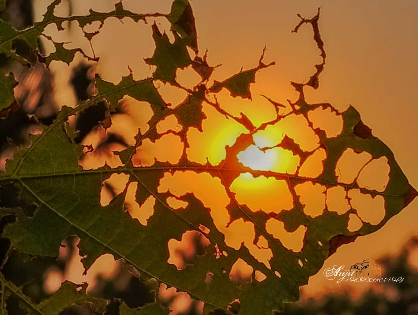 Art of nature