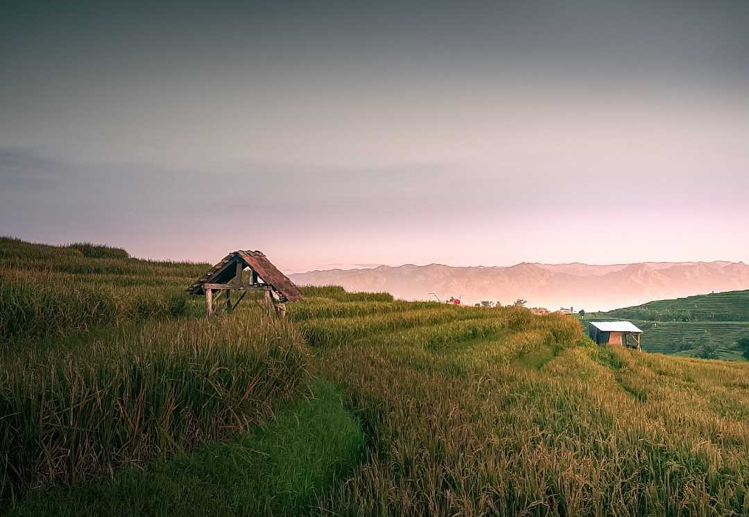 Sawah