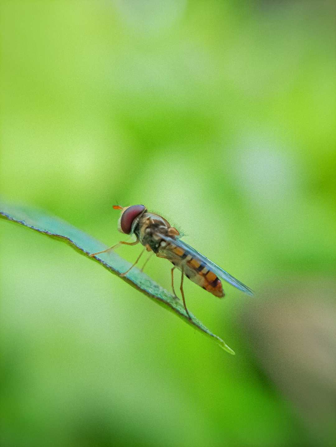 marmalade hoverfly.