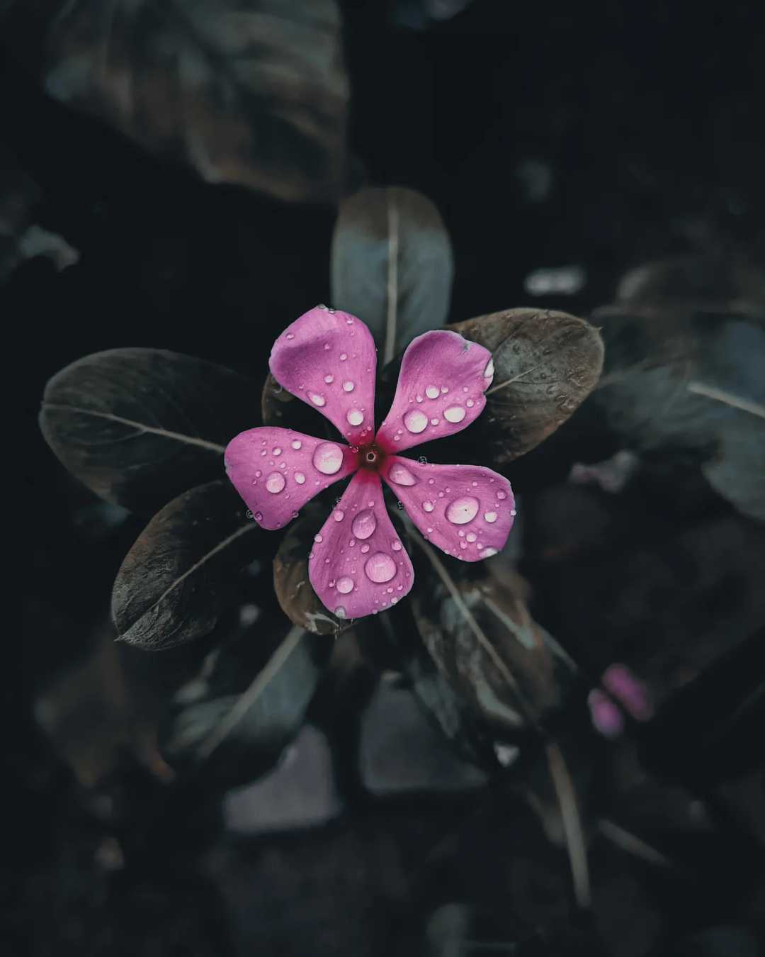 🌼❤️