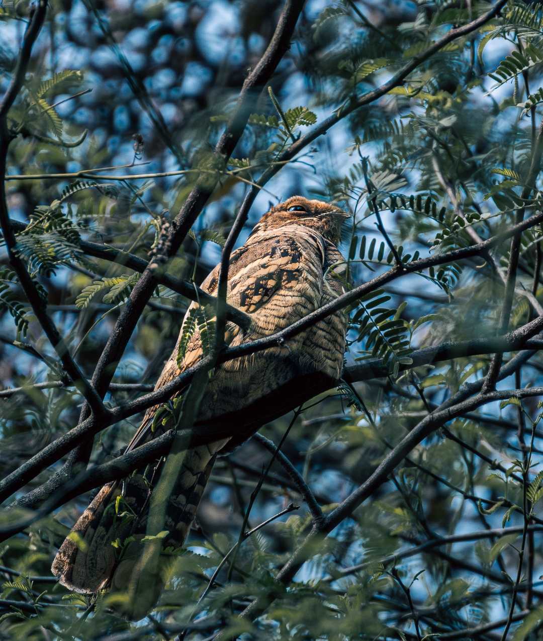 Masters of Disguise: Indian Nightjar