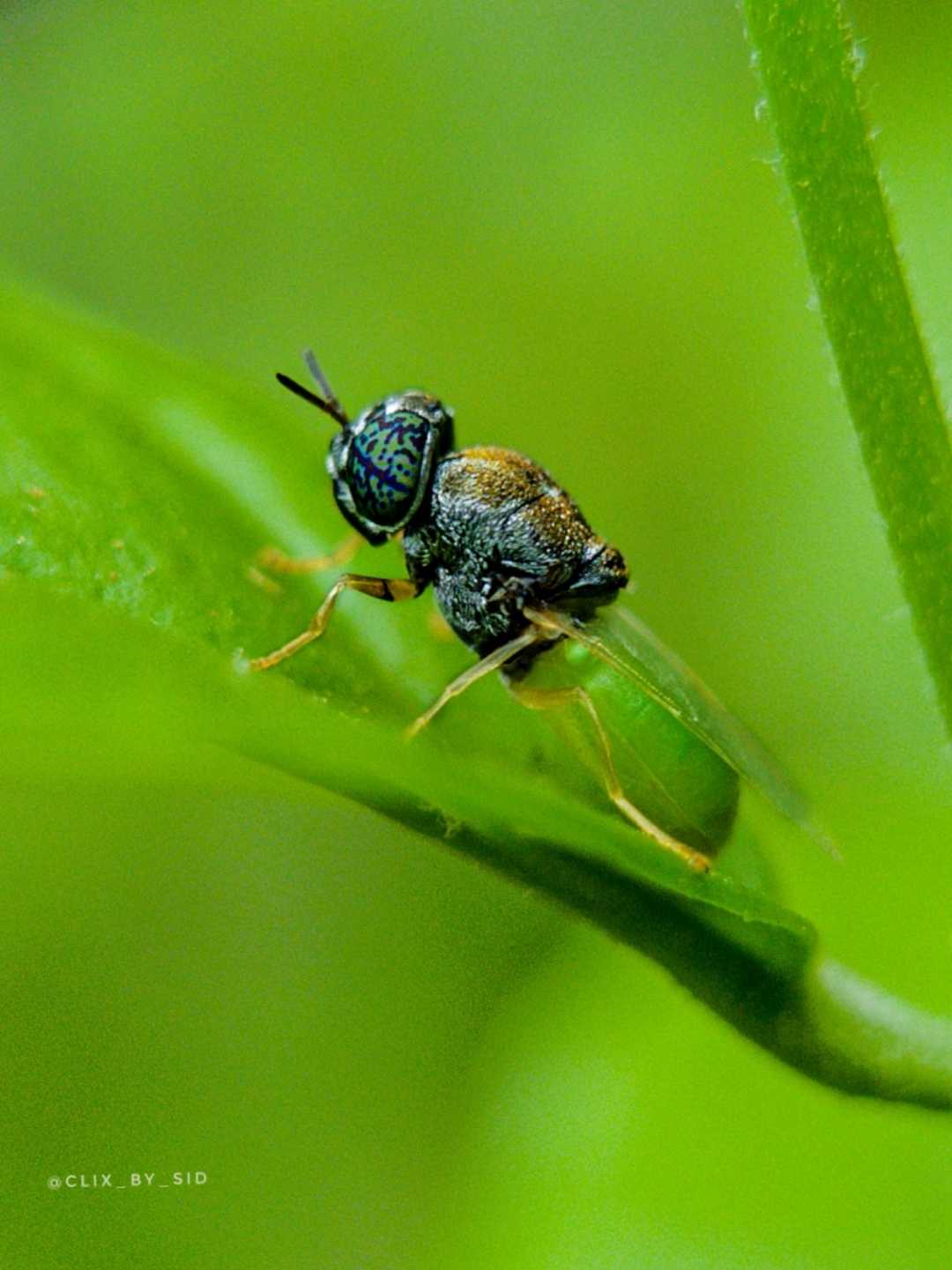 Oplodontha 