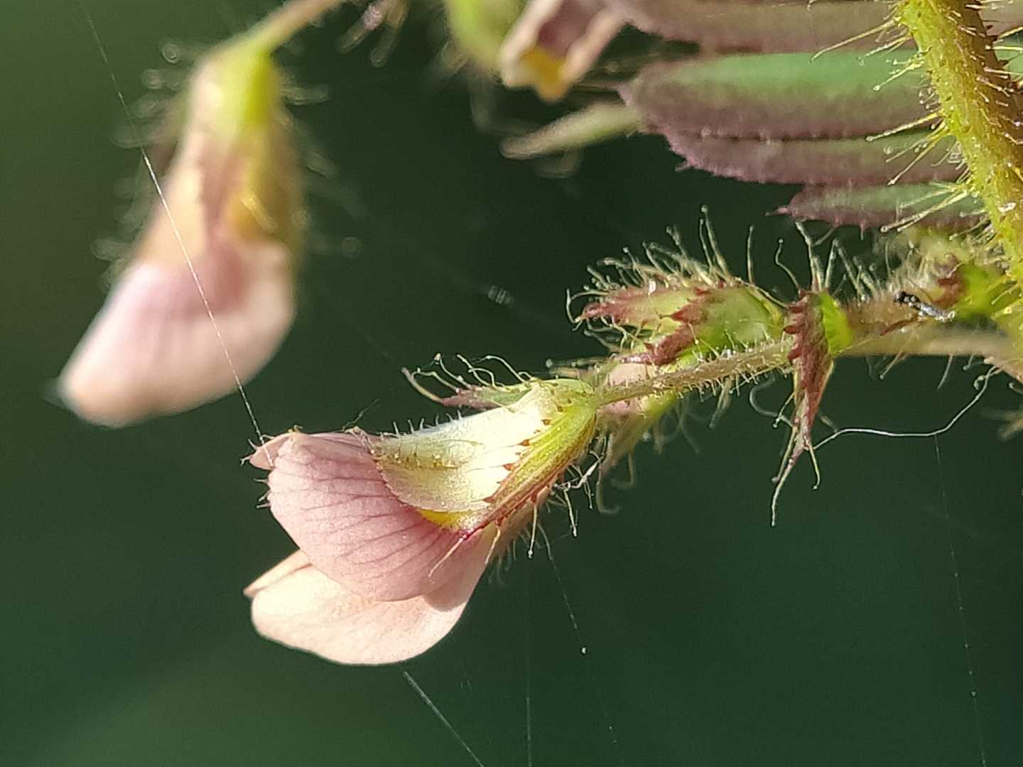 Aeschynomene indica